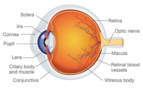 eyeball_wide